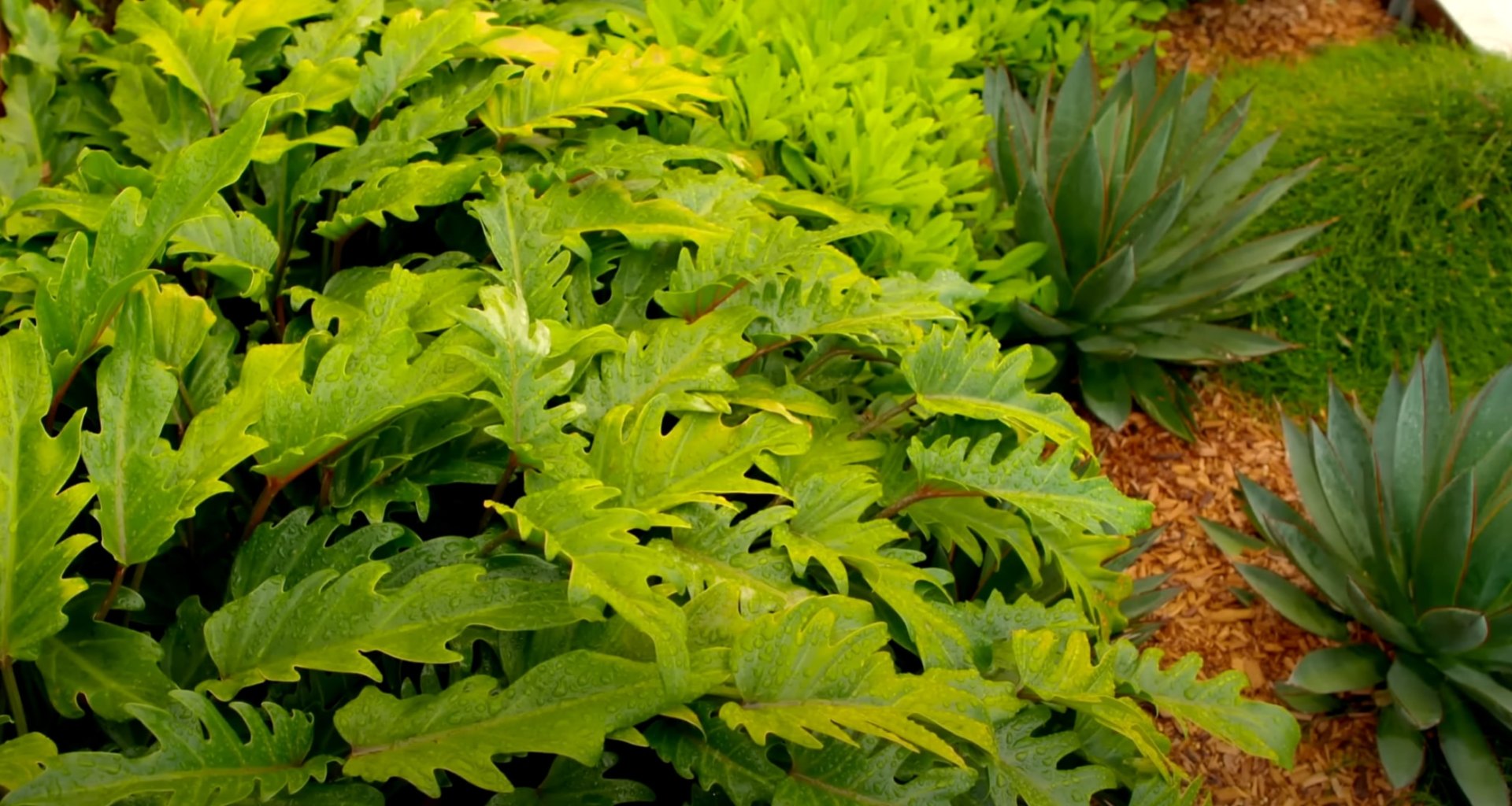 Lush tropical landscape design featuring large leafy plants, ferns, and diverse foliage creating natural garden ecosystem